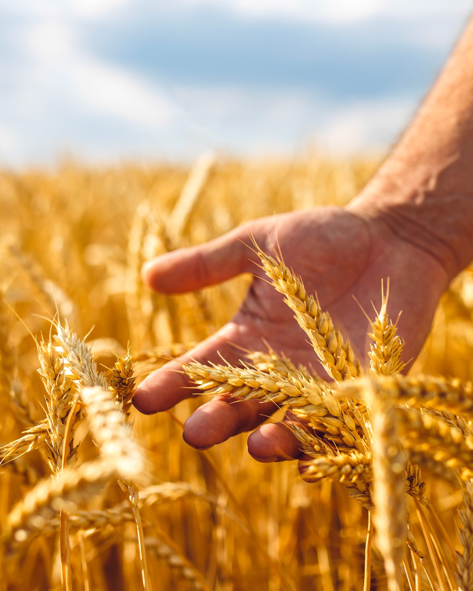 mano che intreccia le dita tra le spighe di grano dorate sotto i raggi del sole